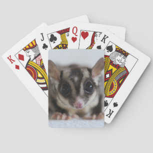 sugar glider playing cards