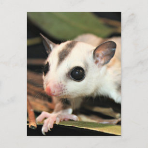 Sugar Glider Postcard