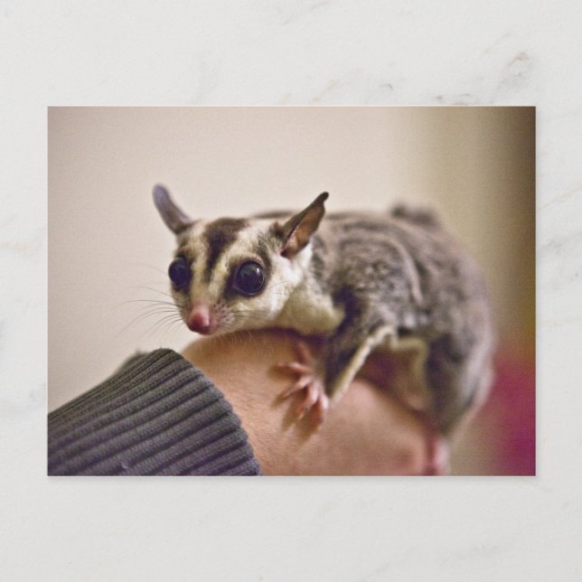 Sugar Glider postcards (Front)