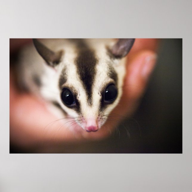 Sugar Glider poster (Front)
