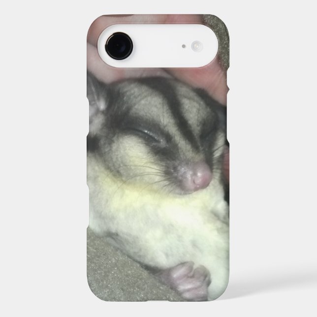 Sugar Glider Sleeping in Blanket (Back)