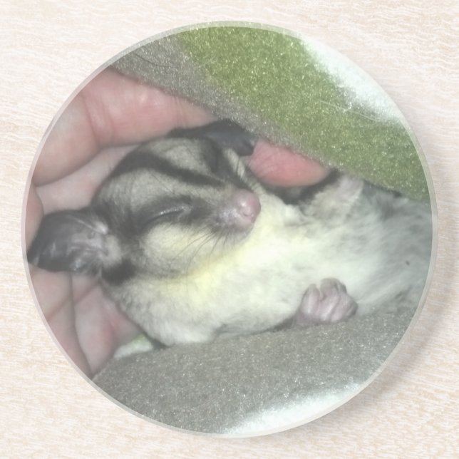 Sugar Glider Sleeping in Blanket Coaster (Front)