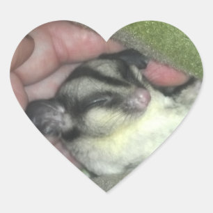 Sugar Glider Sleeping in Blanket Heart Sticker