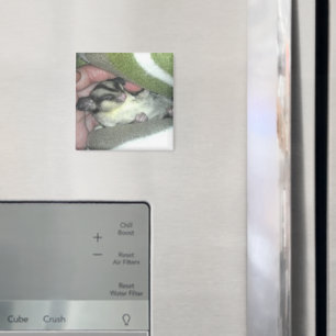 Sugar Glider Sleeping in Blanket Magnet