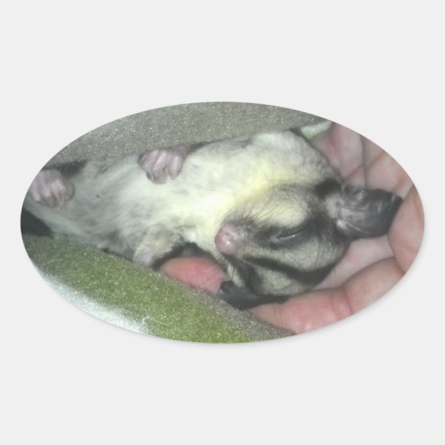 Sugar Glider Sleeping in Blanket Oval Sticker (Front)