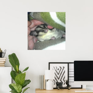 Sugar Glider Sleeping in Blanket Poster