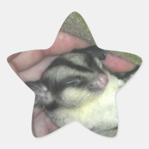 Sugar Glider Sleeping in Blanket Star Sticker