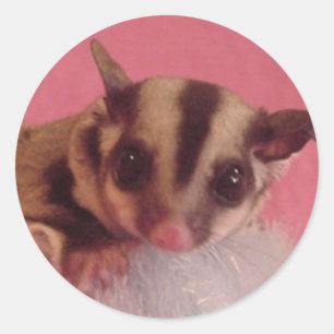 sugar glider sticker