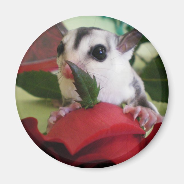 sugar glider w/ rose magnet (Front)
