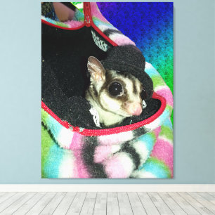 Sugar Glider Wearing a Hat Canvas Print