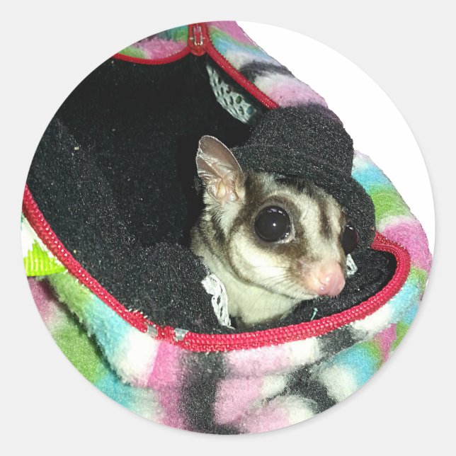 Sugar Glider Wearing a Hat Classic Round Sticker (Front)