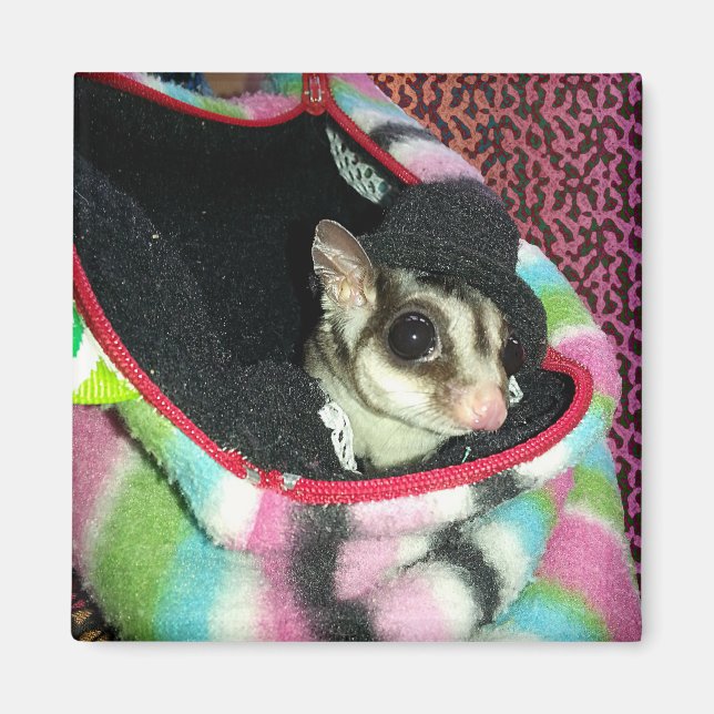 Sugar Glider Wearing a Hat Magnet (Front)