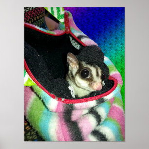 Sugar Glider Wearing a Hat Small Poster
