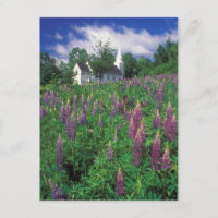 Sugar Hill New Hampshire Lupines and Church