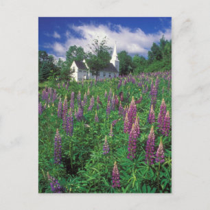 Sugar Hill New Hampshire Lupines and Church Postcard