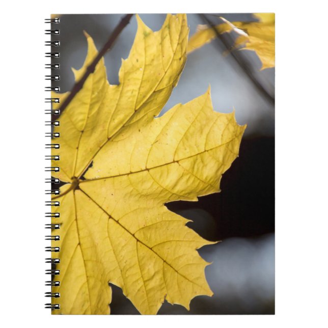 Sugar maple, fall notebook (Front)
