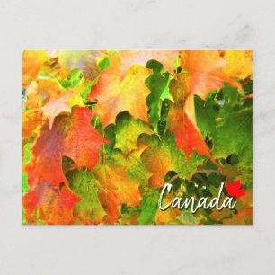 Sugar Maple Leaves Changing Colour in Autumn Canad Postcard
