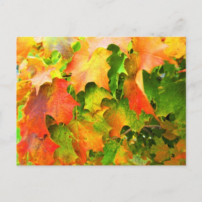 Sugar Maple Leaves Changing Colour in Autumn Postcard (Front)