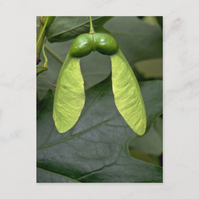 Sugar maple tree fruit (acer saccharum) postcard (Front)