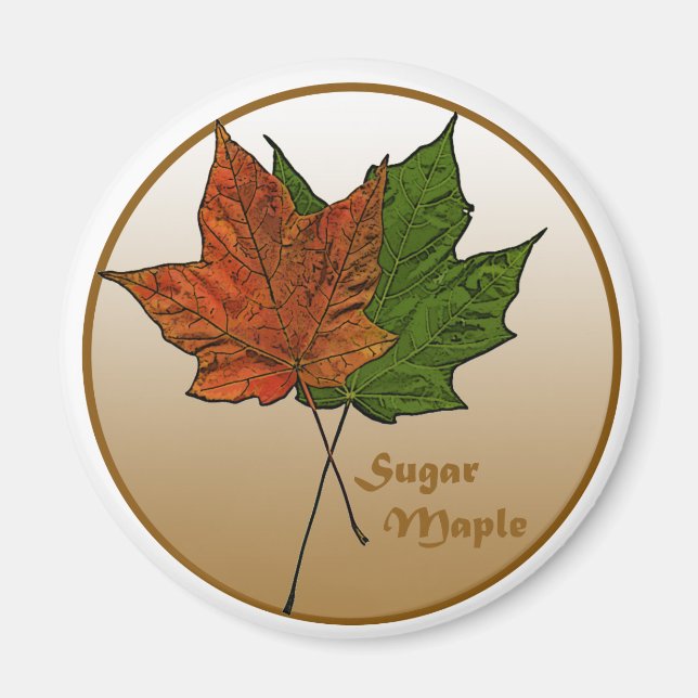 Sugar Maple Tree Magnet (Front)