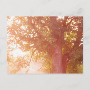 Sugar Maple Tree Sunrise Photo Postcard