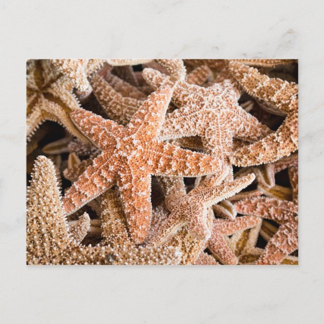 Sugar Starfish Postcard (Front)