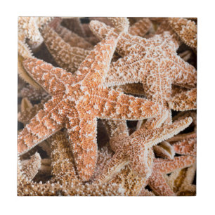 Sugar Starfish Tile