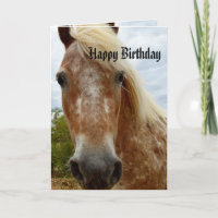 Sugar The Appaloosa Horse Birthday