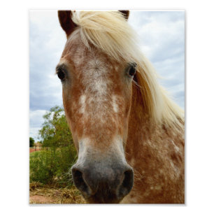 Sugar The Appaloosa Horse,  Photo Print
