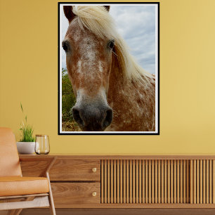 Sugar The Appaloosa Horse, Poster