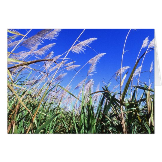 Sugarcane Field Card