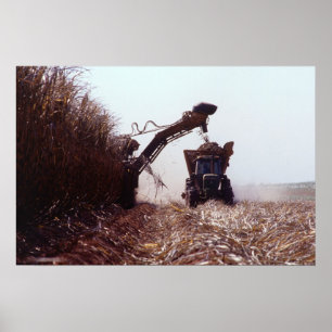 Sugarcane harvest poster