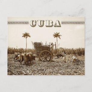 Sugarcane plantation in Cuba Postcard