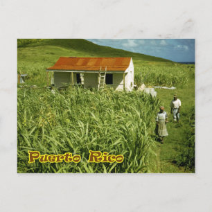 Sugarcane Plantation, Puerto Rico Postcard