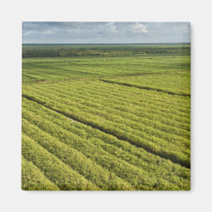 Sugarcane Plantations, Guyana Magnet