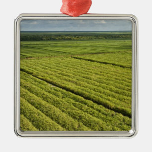 Sugarcane Plantations, Guyana Metal Tree Decoration