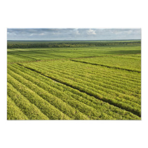 Sugarcane Plantations, Guyana Photo Print