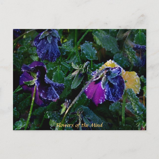 Sugared Pansy, Flowers of the Mind Postcard (Front)