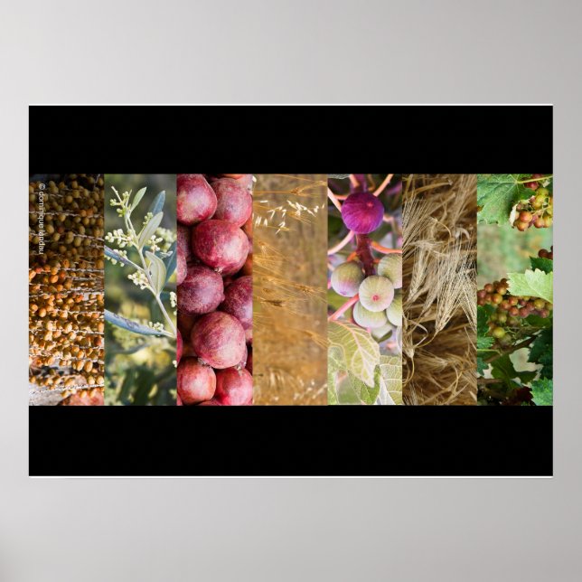 Sukkot Poster (Front)