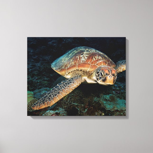 Sulawesi | Green Sea Turtle Canvas Print (Front)