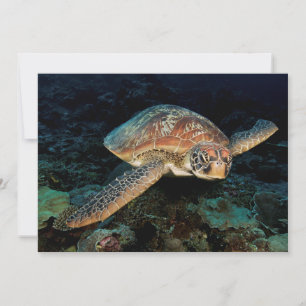 Sulawesi Green Sea Turtle Card