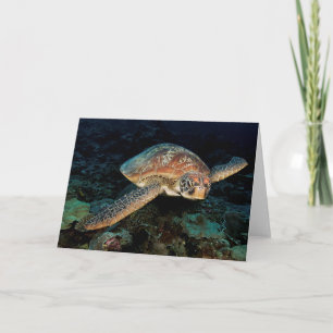Sulawesi   Green Sea Turtle Card
