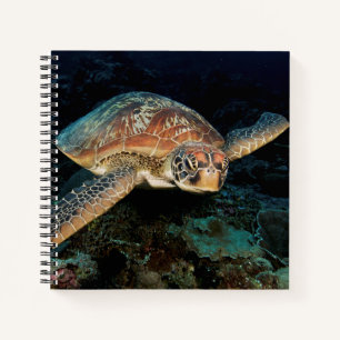 Sulawesi Green Sea Turtle Notebook