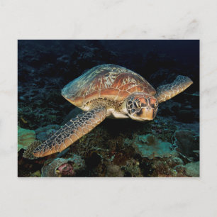 Sulawesi Green Sea Turtle Postcard