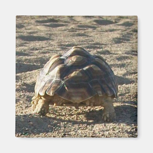 Sulcata, African Spurred Tortoise, Walking in Sand Magnet (Front)