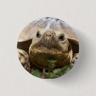 Sulcata Tortoise 3 Cm Round Badge