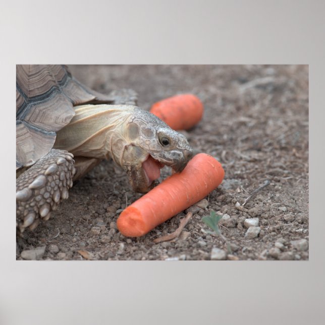 Sulcata tortoise eating carrot poster (Front)