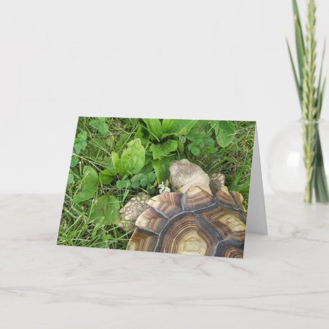Sulcata Tortoise Eating Clover, Plantain, in Grass Card (Front)