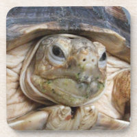 Sulcata Tortoise Face Close-up Beverage