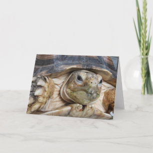 Sulcata Tortoise, Face Close-up Card